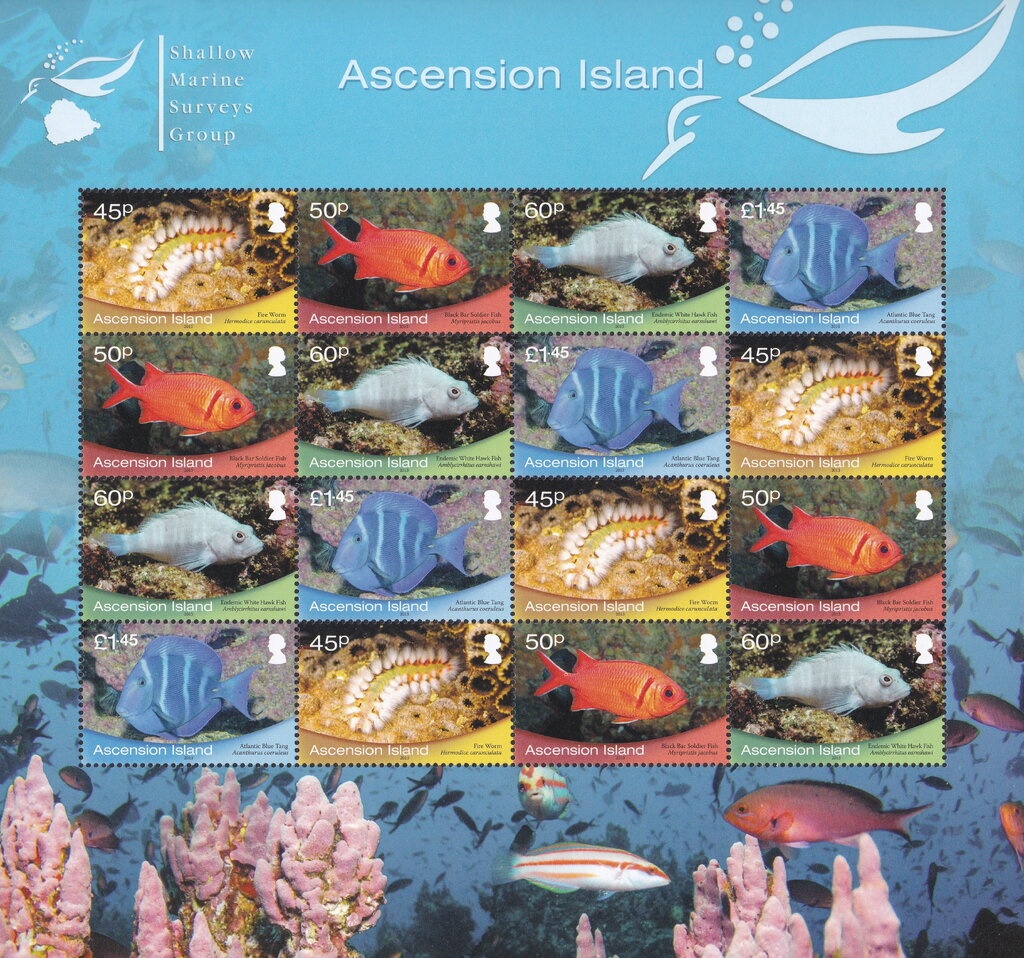 Giant Caribbean Sea Anemone (Condylactis gigantea)