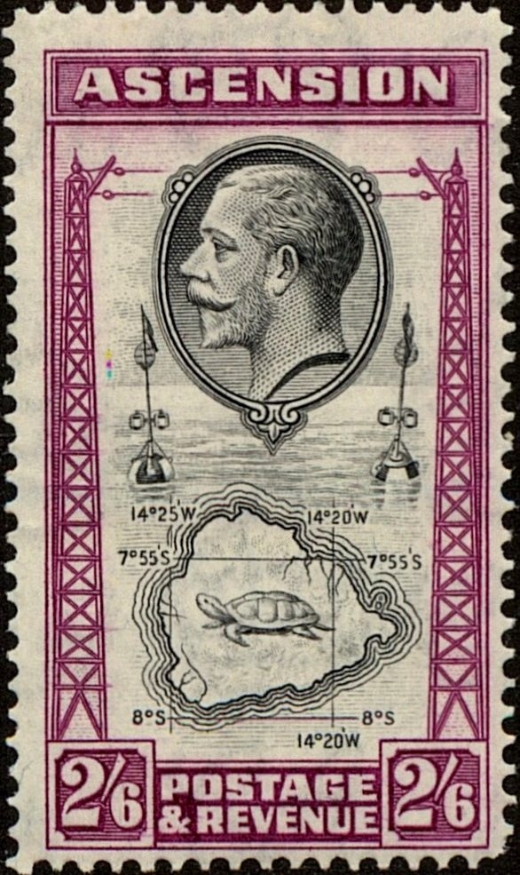 Wideawake (Sooty Tern) (Sterna fuscata)