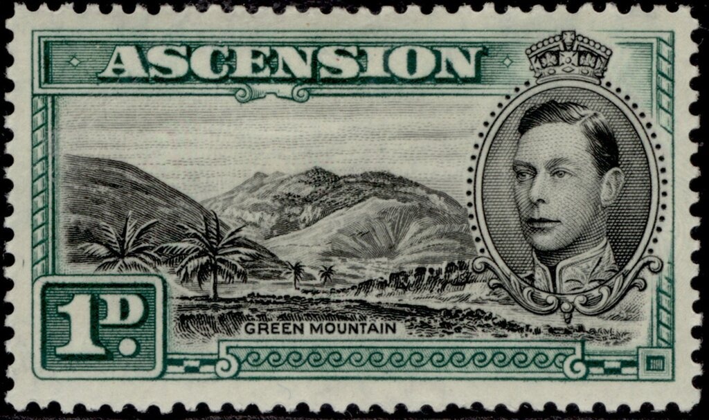 Green Sea Turtle (Chelonia mydas)