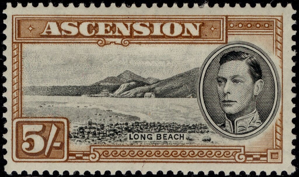 Dolphinfish (Coryphaena equisetis)