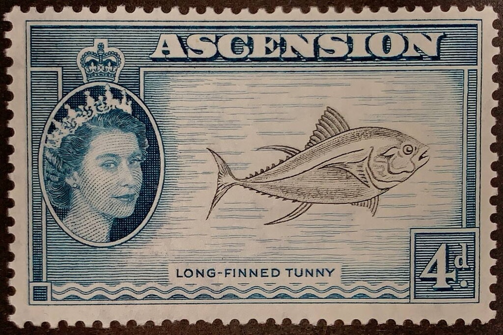 Green Sea Turtle (Chelonia mydas)