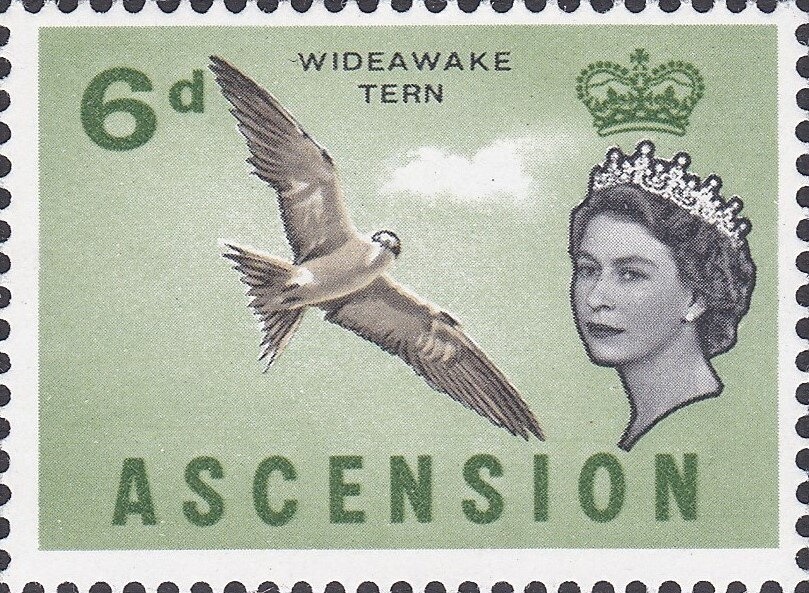 Tuna (Opuntia wentiana)