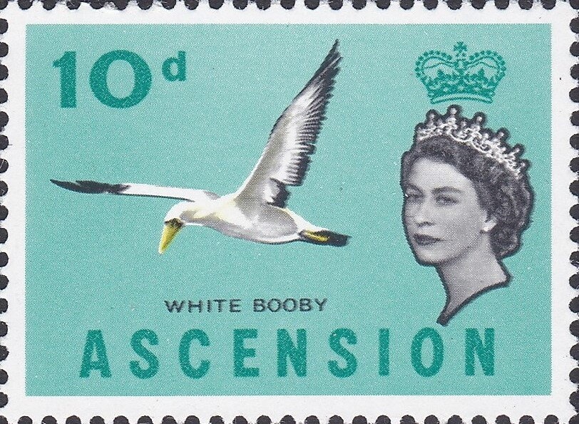 Trinitaria (Bougainvillea glabra)