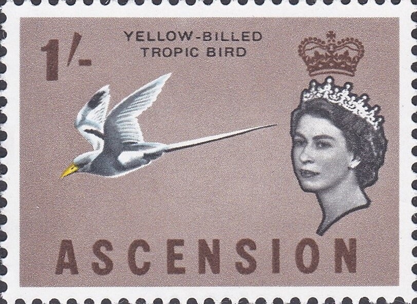 Common Rock Thrush (Monticola saxatilis)