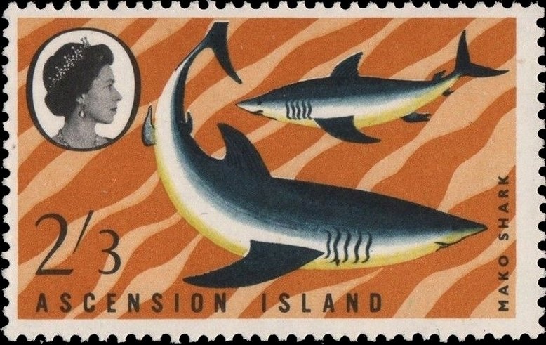 Sisyrinchium angustifolium