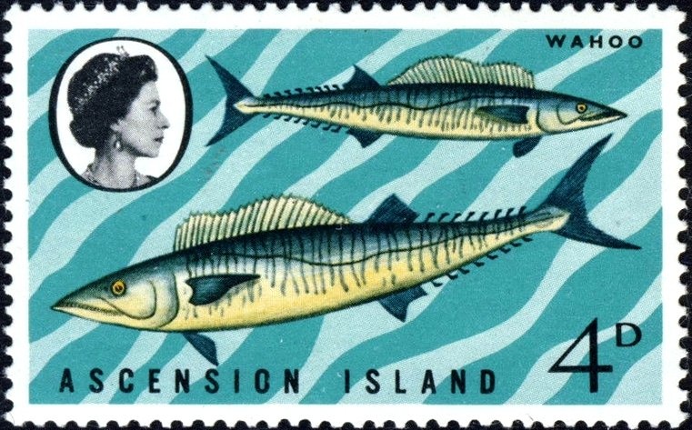 Blackfish (Melichthys niger)