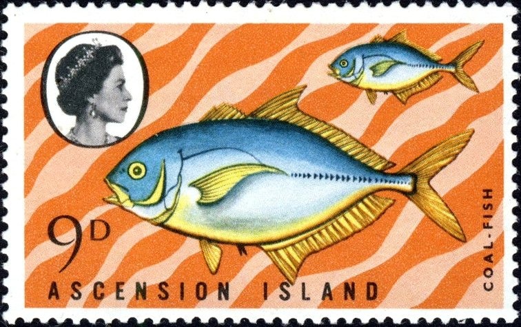 Eucalyptus camaldulensis