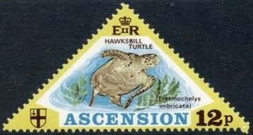 Scalloped Hammerhead (Sphyrna lewini)