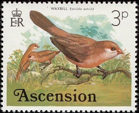 Cattle Egret (Bubulcus ibis)