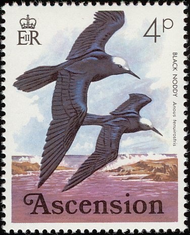 Golden Eagle (Aquila chrysaetos)