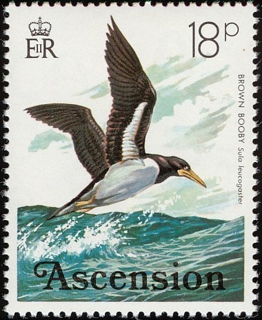 Rainbow Runner (Elagatis bipinnulata)