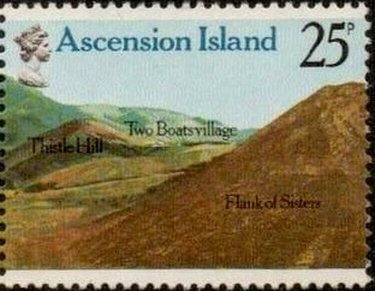 Green Iguana (Iguana iguana)