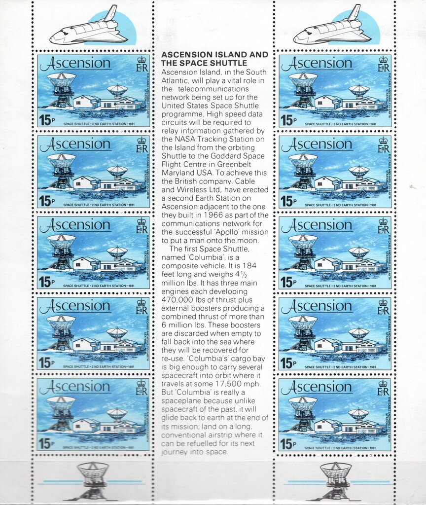 Giant Tun (Tonna galea)