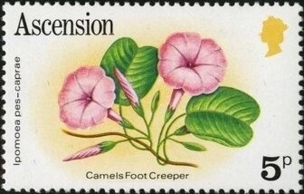 Emerald Swallowtail (Papilio palinurus)