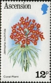 Medlar (Mespilus sp.)