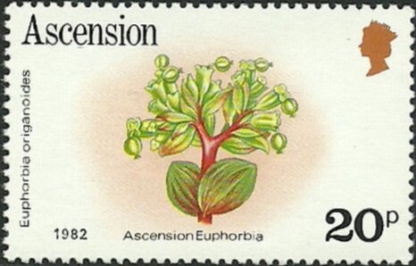 Green Turtle (2019 Imprint)