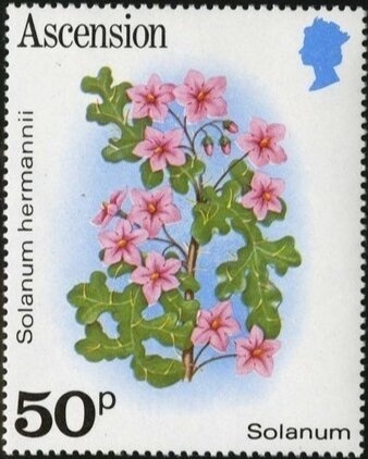 Hawksbill Turtle (Eretmochelys imbricata)