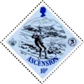 Clustered Wax Flower (Stephanotis floribunda)