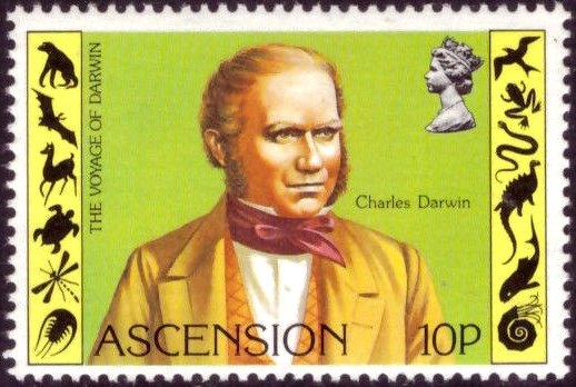 Tropical Mockingbird (Mimus gilvus)