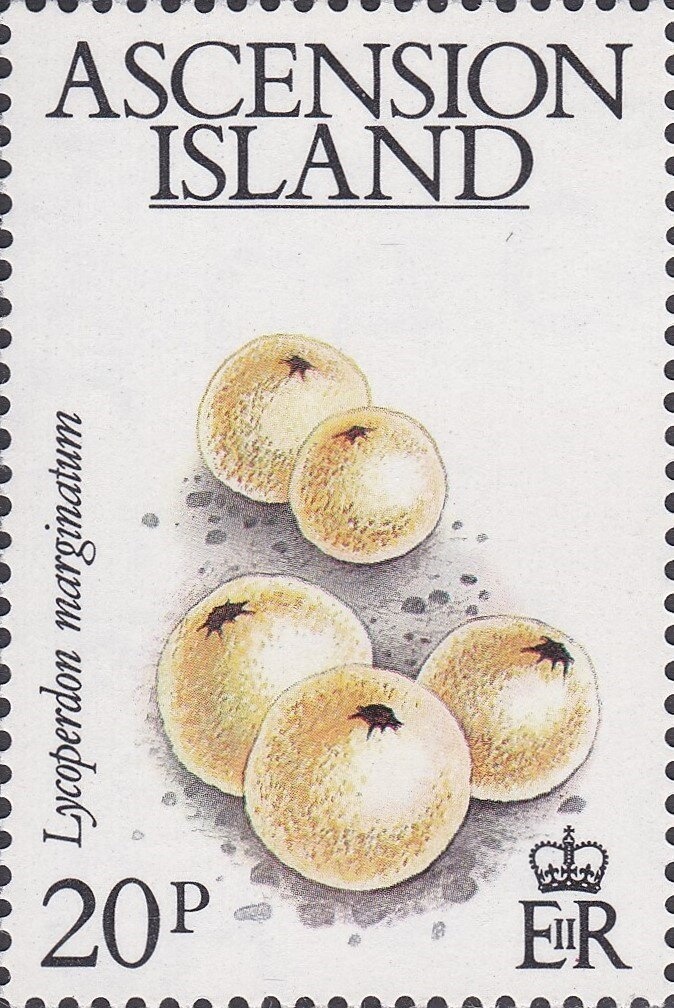 Rough-Toothed Dolphin (Steno bredanensis)