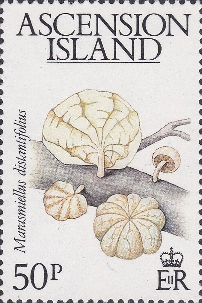 Fairy Tern (Gygis alba)