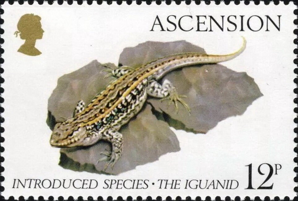 Silver-Studded Leafwing (Hypna clytemnestra)