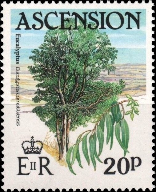 Bleriot XI Aircraft (type flown by M. Guillaux, 1914)