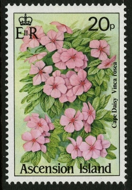 Neltumius arizonensis