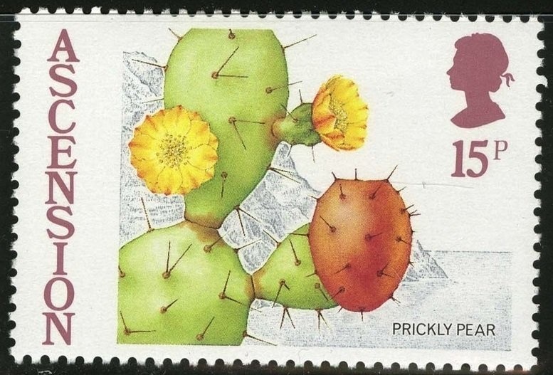 Ascension Frigatebird (Fregata aquila)