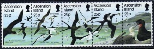 Black Noddy (Anous tenuirostris)