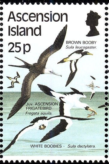 Peregrine Falcon (Falco peregrinus)