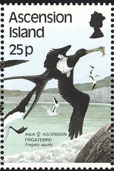 Trompet di Oro (Allamanda cathartica)