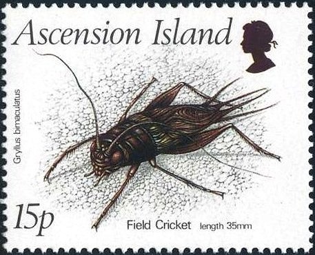 Kolanchoe (Bryophyllum pinnatum)