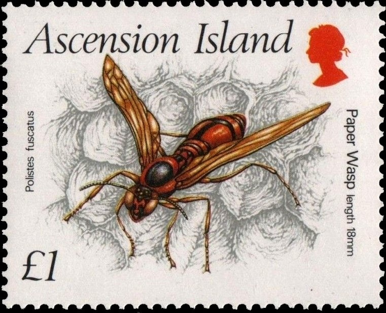 Tropical Mockingbird (Mimus gilvus)