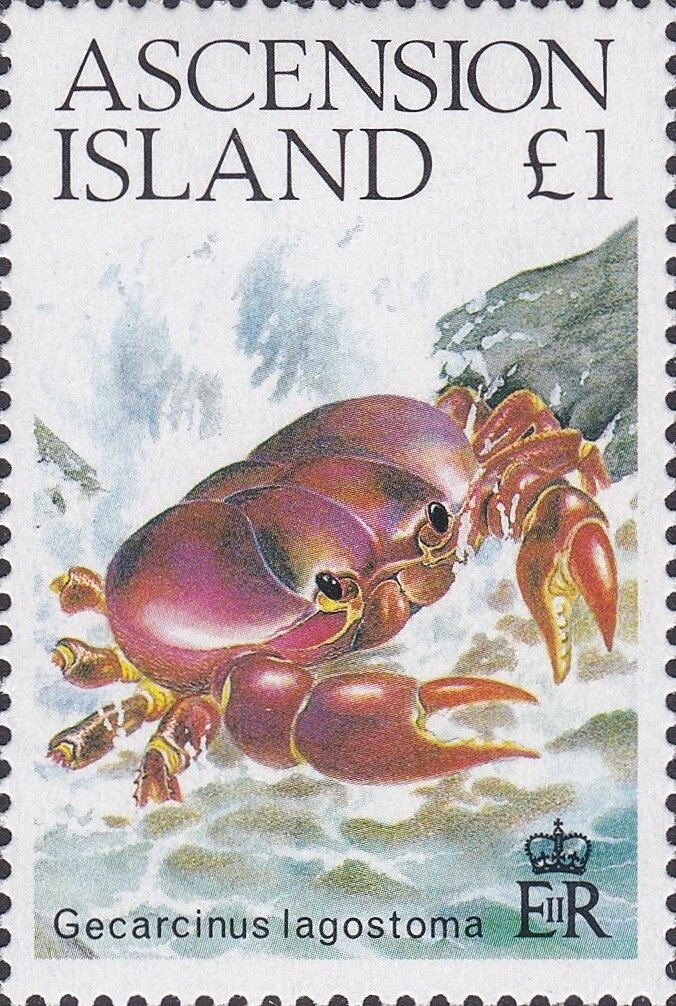 Lyre Bird (Menura novaehollandiae)