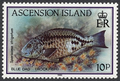 Vanda Tessellate Blue