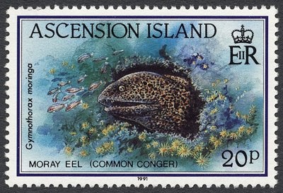 Green Violetear (Colibri thalassinus)