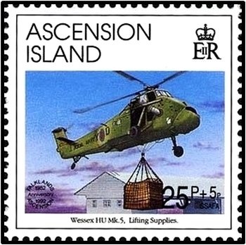 Domestic Cat (Felis silvestris catus)