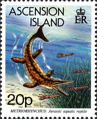 Domestic Cat (Felis silvestris catus)