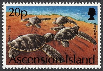 Sturt's Desert Pea (Swainsona formosa)