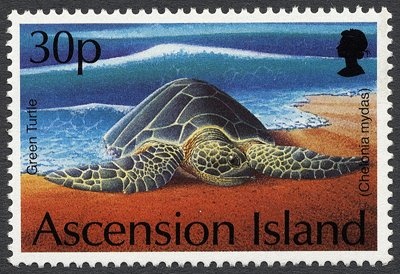 Humbug Fish (Dascyllus aruanus)