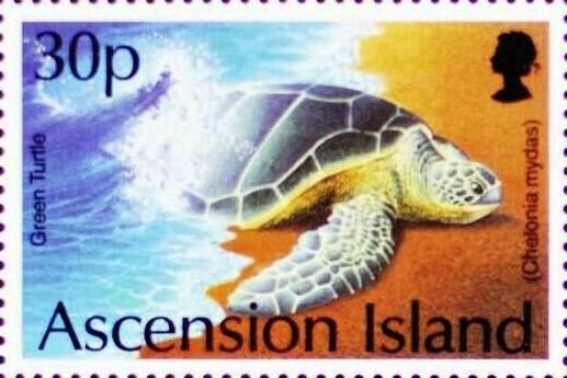 Queen Triggerfish (Balistes vetula)