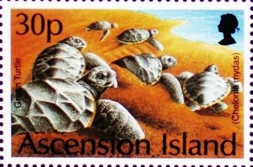 Scarlet Ibis (Eudocimus ruber)