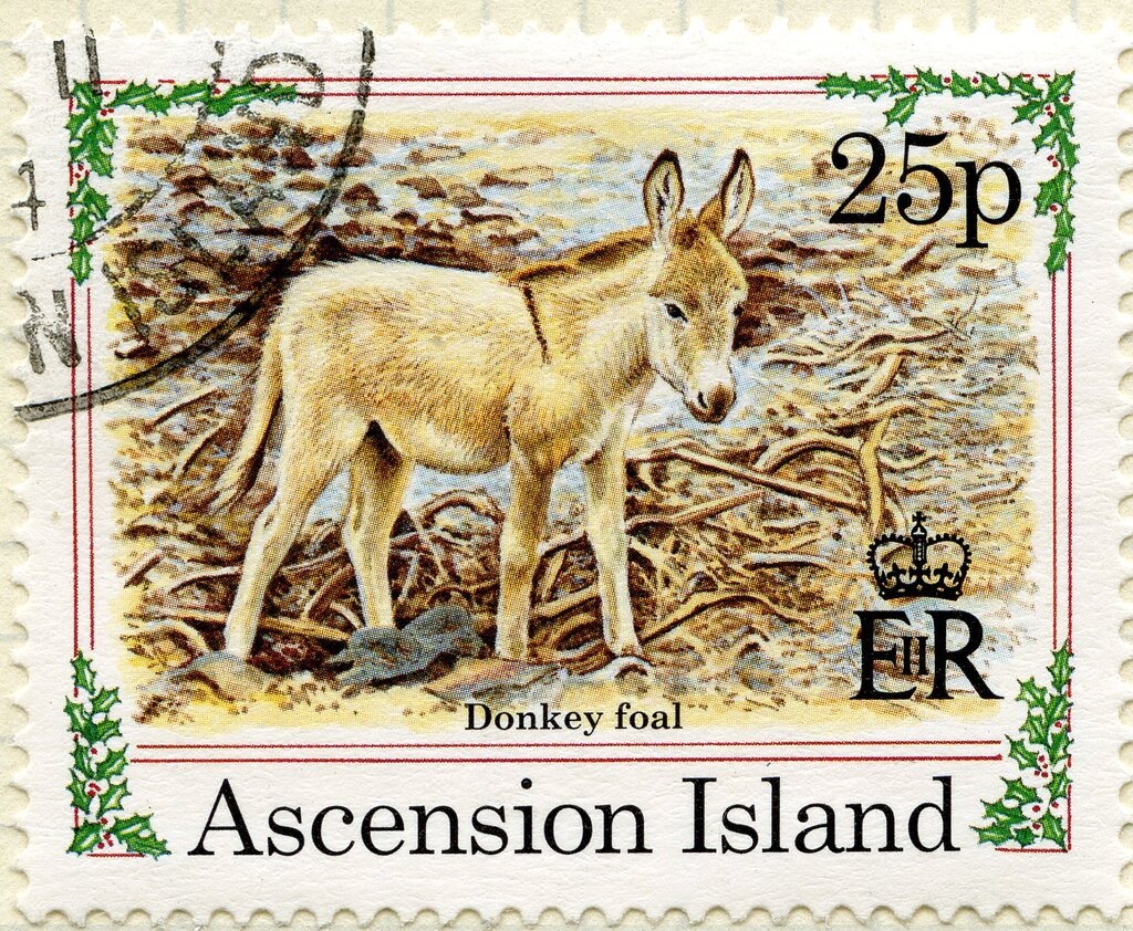 Lyre Bird (Menura novaehollandiae)