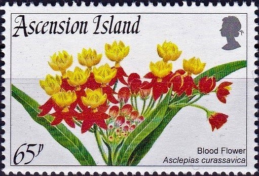 Surrealistic Flowers (Gala-narciso), Salvador Dali