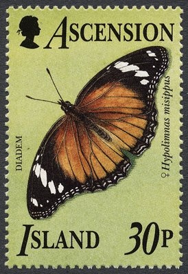 World Football Championship