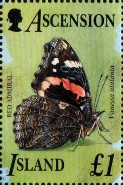 Buttonwood (Conocarpus erectus)