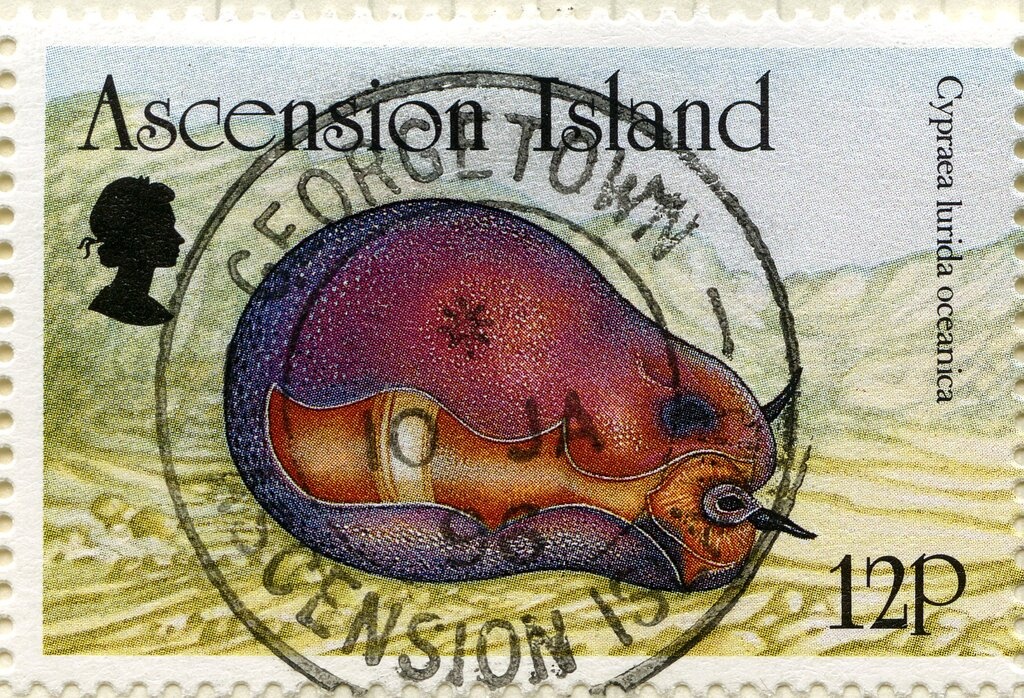 Green Iguana (Iguana iguana)