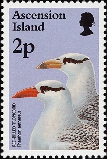 Brown Booby (Sula leucogaster)