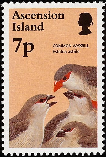 Eastern Quoll (Dasyurus viverrinus)